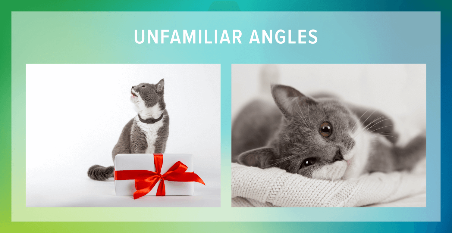 cat angles