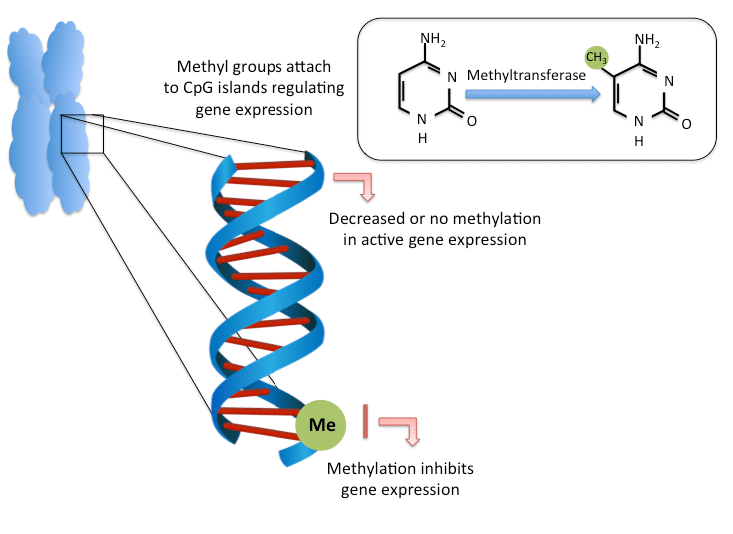 DNA methylation process