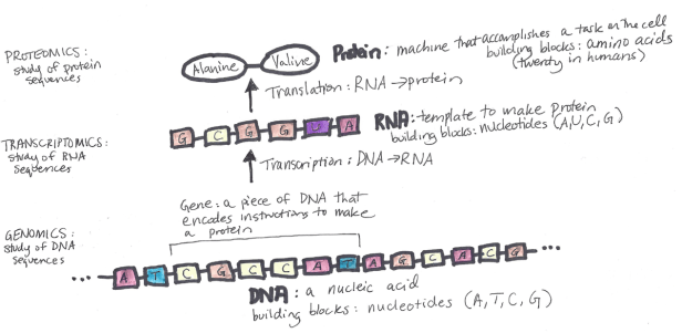 genetic drift and gene flow