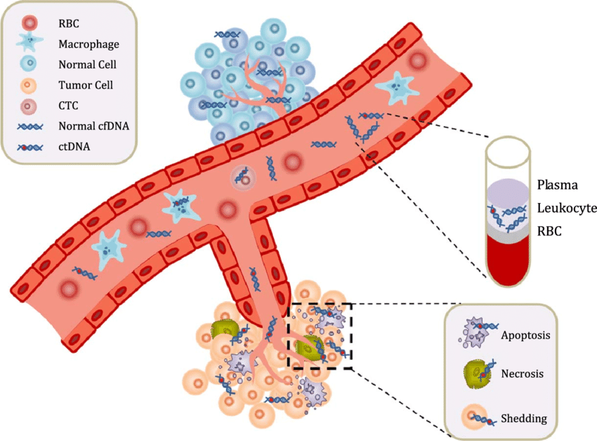 cfDNA and ctDNA